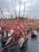 Szkółka roślin, sadzonki jodła kaukaska, choinki