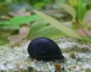 Rybki do akwarium - Ślimak Military Helmet - Czyściciel na glony