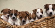 Jack Russell Terrier od # SMARTIE JACKS# PUPPIES już są!