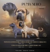 Cane Corso Puma Nero FCI