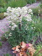 Ostrogowiec CENTRANTHUS KENTRANTUS biały 200 nasion