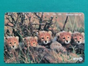 JAPONIA  / STARA  /     - Karta telefoniczna /  GEPARDY