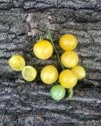 SNOW WHITE CHERRY  Pomidor Kolekcjonerski 