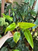 Philodendron calkins gold filodendron