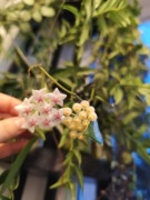 Hoi Hoya Hoja sadzonki cięte