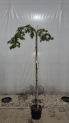 Wiąz "Camperfownii" Pa 160-180cm