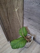 Hoya meredithi GPS 1105