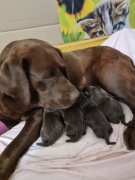  Szczenięta Labrador Retriever FCI  ZkwP o/Wrocław 