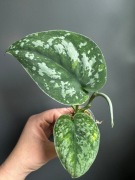 Scindapsus Baticon