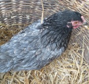 Jajka jaja lęgowe kur