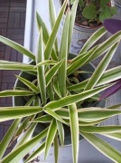 Roślina Zielistka 5 sztuk pięknych roślin 