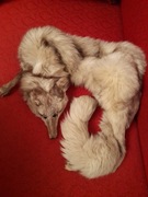 Kołnierz z lisa, szal z lisa, vintage, PRL