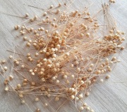 Sztuczne kwiaty, NATURALNY SUSZ główek nasiennych LNU ,do wyrobu wiązanek