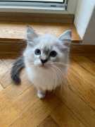 Kocurek z hodowli KOCHAMY KOTEŁY*PL - Ragdoll FPL terapeutyczny