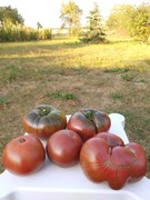 Black from Tula pomidor kolekcjonerski