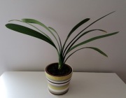 Kliwia pomarańczowa 