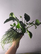 Anubias barteri duży