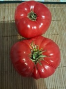 Nasiona pomidor Aussie min. 10szt.