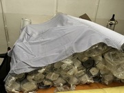 Materiał bawełna paski