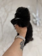 Szpic miniaturowy pomeranian boy