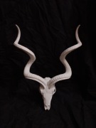 Czaszka kudu druk 3D