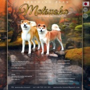 Szczenięta akita inu