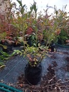 Borówka amerykańska sadzonki Bluecrop Chandler