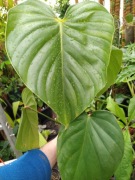 Philodendron nangaritense