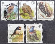 Belgia Fauna Ptaki 12