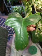 philodendron bipennifolium violin green-cięty szczyt