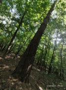 Drewno iglaste SOSNA TARTACZNA 600PLN/M3 NA PNIU  cele budowlane+stolarskie