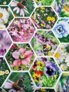 Zasłona szer .155cm 