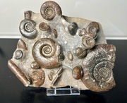 Gromada AMONITÓW na skalnej macierzy 420-66 mln l.