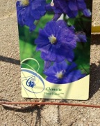Clematis floral dance 