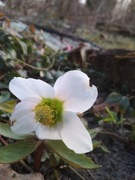 helleborus ciemiernik biały 10 nasion