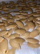 Nasiona dyni Atlantic Giant! Gigantyczne owoce!