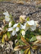Ciemiernik Helleborus niger ssp macranthus