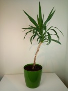 Jukka gwatemalska (Yucca elephantipes) - 90cm