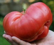 Pomidor Aussie olbrzym nasiona kolekcjonerskie