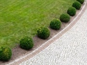 Bukszpan formowany w kule o średnicy 50-55 cm