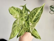 Syngonium Batik Variegata mint cięte pędówki 