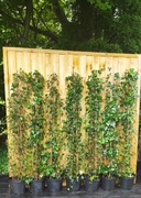 Ścianka z Bluszczu Hedera Helix 180cm x 180cm