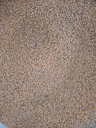 Gorczyca poplonowa matwikobojcza 