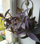 Trzykrotka purpurowa 