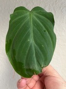 Philodendron Camposportoanum - ukorzeniona sadz. pędowa z rosnącym oczkiem
