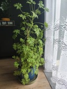 Geranium, anginka, anginowiec 100cm- roślina zielona do domu