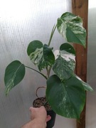 Monstera deliciosa Variegata 