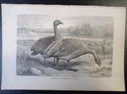 Piękna oryginalna litografia XIX - XX w. - Gęsi