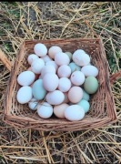 30 Szt Jaja wiejskie jajka swojskie 