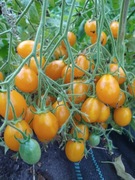 Pomidor Megagroniasty Żółty 